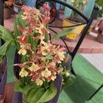 Calanthe discolor Цвят