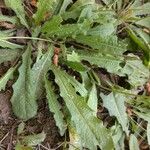 Hieracium gouanii Blatt