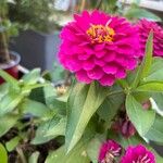 Zinnia elegans Blüte