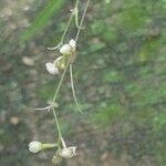 Polystachya seticaulis Flower