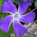 Vinca majorFlower