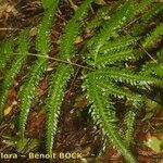 Pteris incompleta Likasa