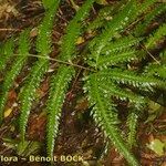 Pteris incompleta Leaf