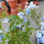 Plumbago auriculataFlower