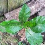 Ficus septica ᱥᱟᱠᱟᱢ
