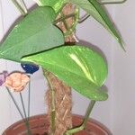 Epipremnum aureum ഇല