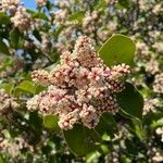 Rhus ovata Flower