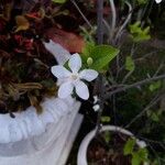 Wrightia antidysenterica Květ