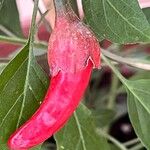 Capsicum frutescens Frucht