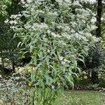 Eupatorium serotinum برگ