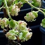 Ribes nigrum Fiore