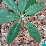 Rhododendron auriculatum Hoja