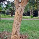 Myrcianthes gigantea Corteza