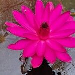 Nymphaea rubra Flower