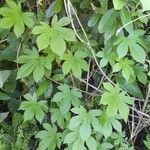 Humulus scandens Hàbitat