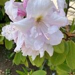 Rhododendron decorum Flor