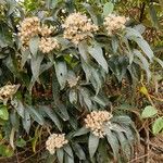 Cordia alliodora फूल