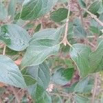 Viburnum carlesii Leaf