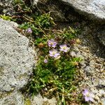 Spergularia rupicola Flower