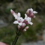 Asperula cynanchica Kvet