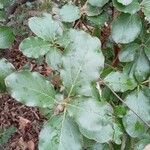 Garrya elliptica Leaf