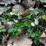 Potentilla sterilis ശീലം