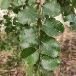 Prunus ilicifolia Blad