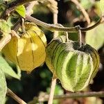 Physalis pubescens Fiore