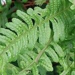 Polypodium × mantoniae