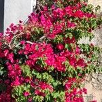 Bougainvillea spp. Flor