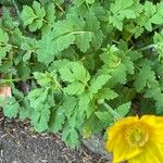 Papaver cambricum Blad