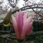 Magnolia x soulangeana Άλλα