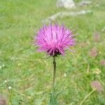 Carduus defloratusFlower