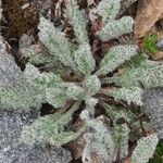 Achillea nana Leaf