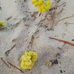 Eriogonum crosbyae फूल
