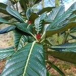 Rhododendron sinogrande Blad