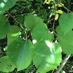 Aralia elata Leaf