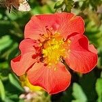 Geum coccineum Квітка