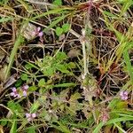 Verbena officinalis Libunga