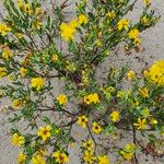 Hypericum kalmianum Flor