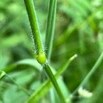 Trisetum flavescens Bark