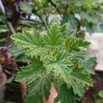 Pelargonium citronellum Blad