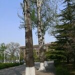 Populus × tomentosa Hábito