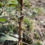 Berberis aetnensis Bark