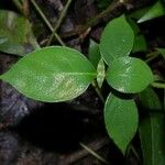 Barleria oenotheroides Liść