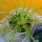 Drosera capensis Blad