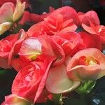Begonia grandis Floare