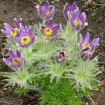 Pulsatilla chinensis Habitus