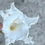 Dolichandrone spathacea Flower