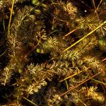 Utricularia intermedia Habitus